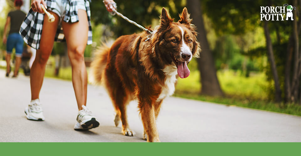 A woman walking her brown and white dog on a leash through a park.