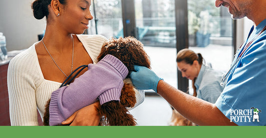 A woman holding her small brown dog in a lavender sweater while a veterinarian examines the pet.