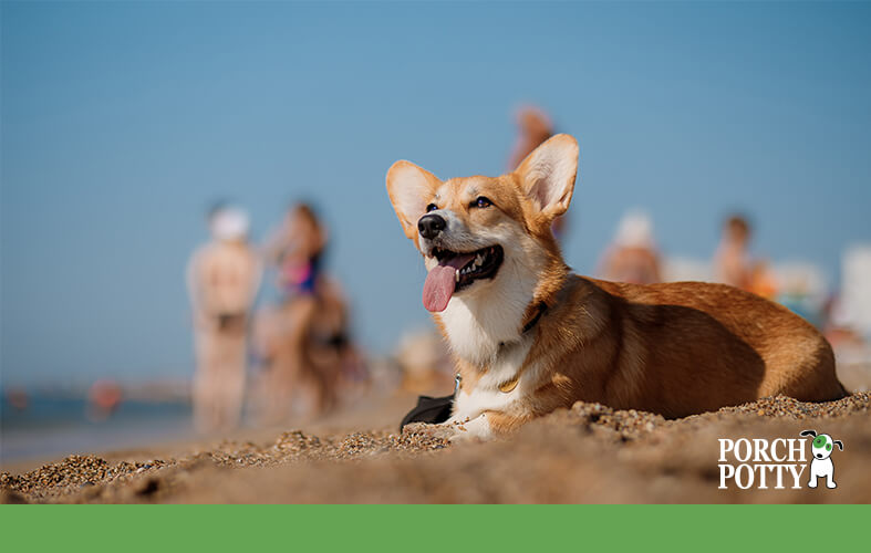 A corgi puppy lays down in the sand on a beach