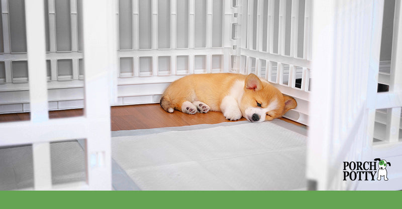 How Often Do You Change Puppy Training Pads?