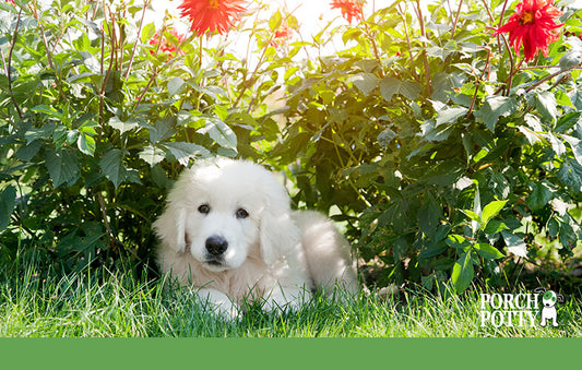 A white fluffy puppy relaxes in the shade during a hot sunny day