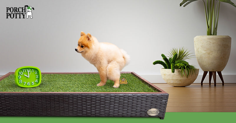 The Whole Scoop about Puppy Poop