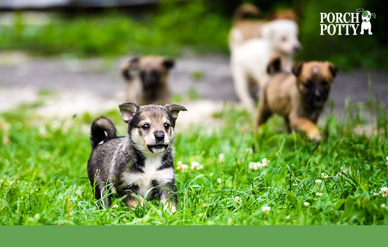 Four puppies running in grass