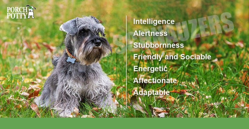 A Miniature Schnauzer sits in a yard