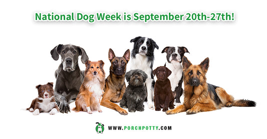 How to Raise Pet Care Awareness for National Dog Week