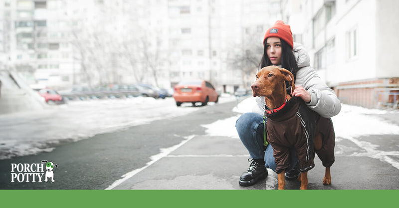 Navigating Winter Training: Recognizing Dangers and Embracing Tips for Your Dog