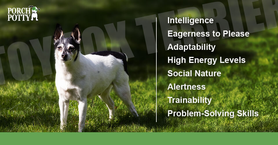 Potty Training Made Easy: Why Toy Fox Terriers Are Among the Top 15 Breeds