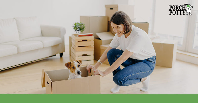 A jack Russell terrier sits inside a moving box