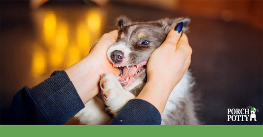 Close-up of a playful puppy lightly biting a person's hand while being held gently.