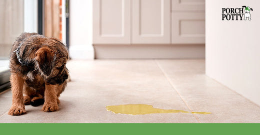 Small dog looking at a puddle of urine on a tiled kitchen floor near a sliding door.