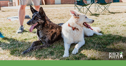 Two dogs lying on the grass with their tongues out, enjoying a sunny day.