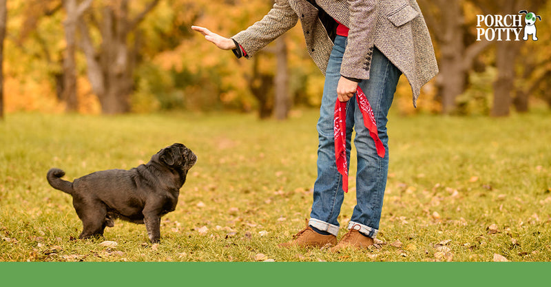 Person giving a hand signal to a small black puppy outdoors.