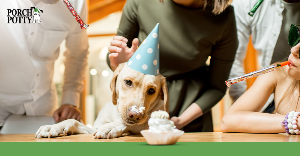 Labrador retriever wearing a party hat at a gathering, sitting at a table with a cupcake in front of it, surrounded by people.