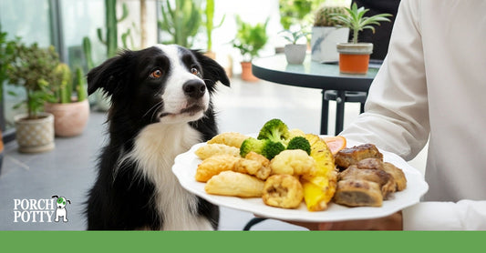 A dog staring at a plate of fried foods, vegetables, and meats being held at a table.