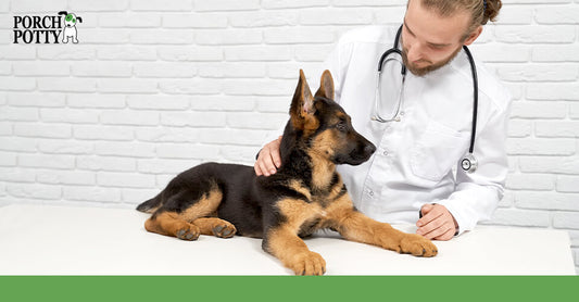 A veterinarian examining a German Shepherd puppy on a clinic table.