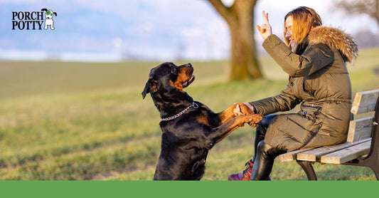 A woman sitting on a park bench trains her Rottweiler, who is sitting and holding her hand, demonstrating obedience and focus.