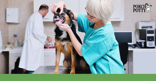 A vet tech examining a dog's mouth during a routine checkup in a clinic.