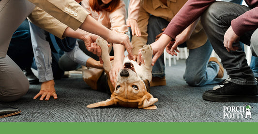 A group of people are gathered around a dog to rub its belly and
