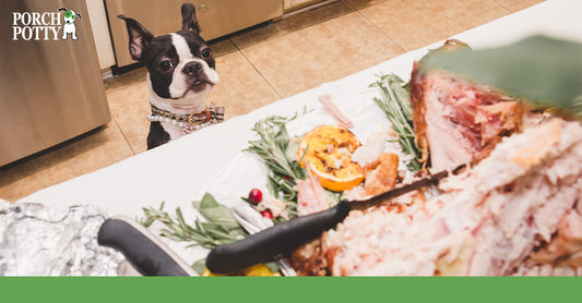 A curious Boston Terrier peeking over the counter at a Thanksgiving table with a roasted turkey surrounded by herbs and citrus slices.