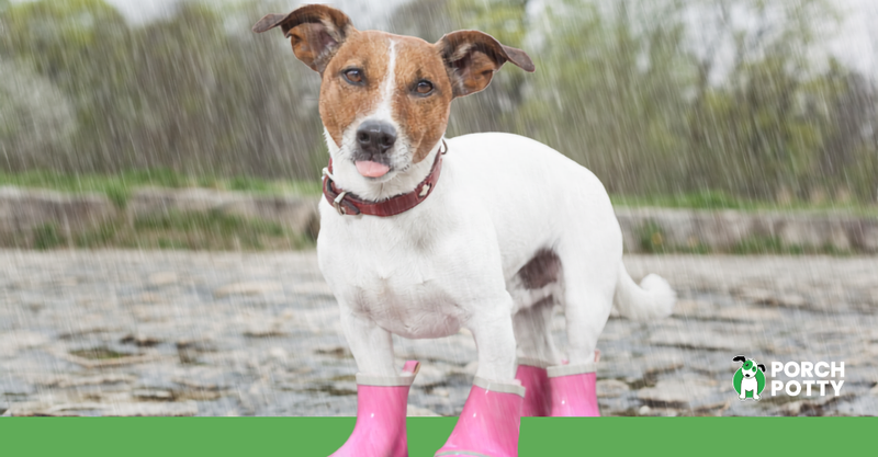 Small dog wearing pink rain boots while standing outside in the rain.