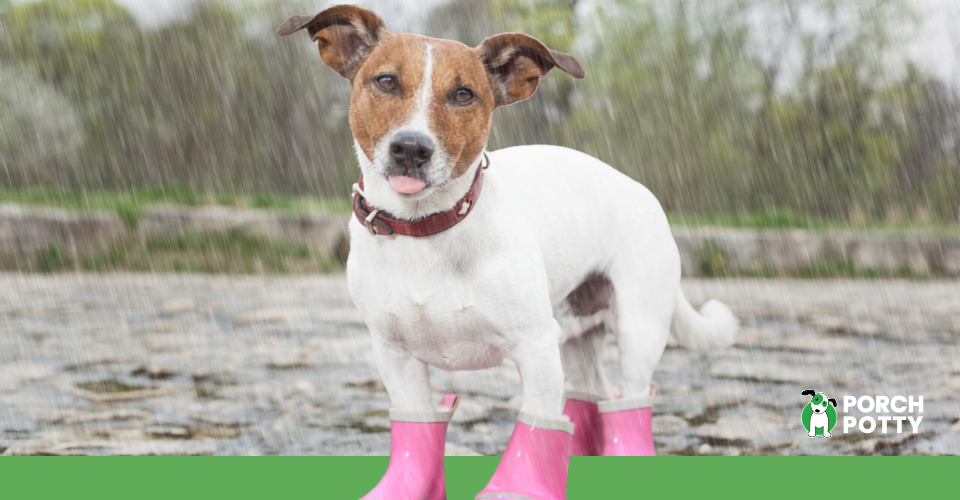 Small dog wearing pink rain boots while standing outside in the rain.
