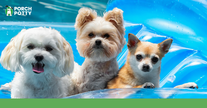 Three small dogs standing in a blue pool on a sunny day.