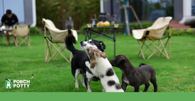 Puppies playing together in a grassy yard during a busy day of puppy activity.
