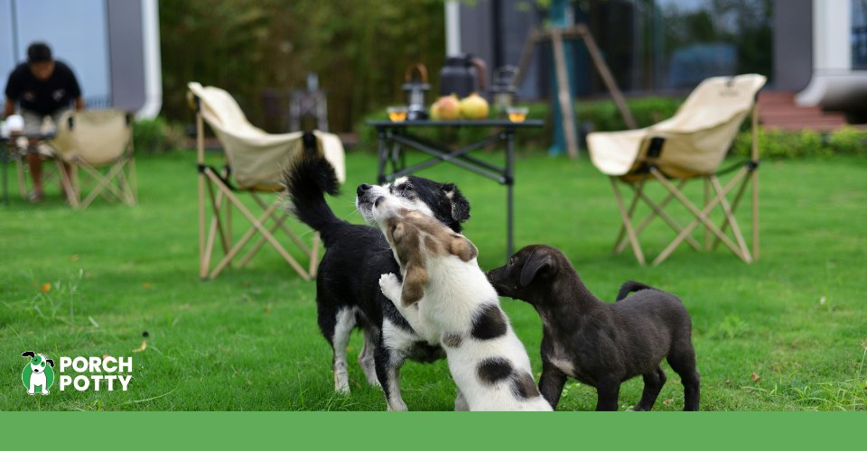 Puppies playing together in a grassy yard during a busy day of puppy activity.
