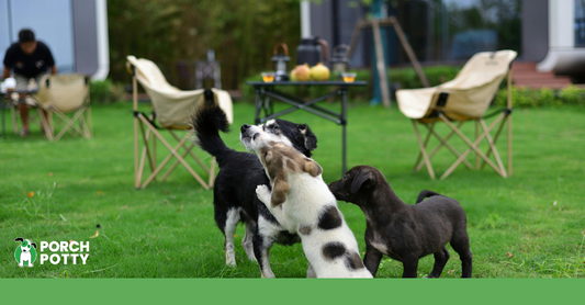 Puppies playing together in a grassy yard during a busy day of puppy activity.