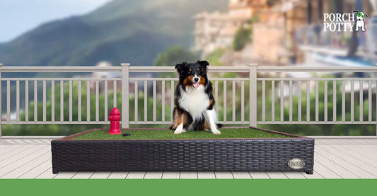 Dog sitting on a Porch Potty placed on a balcony with mountain views.