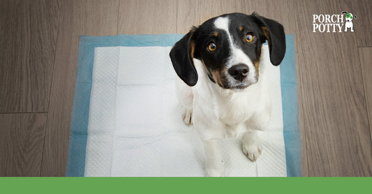 How to Train Your Puppy to Use a Puppy Pee Pad