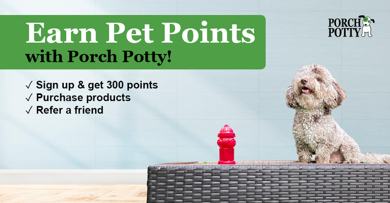 Our Pet Points Leveled Up 𑁋 Here’s the Full Rundown