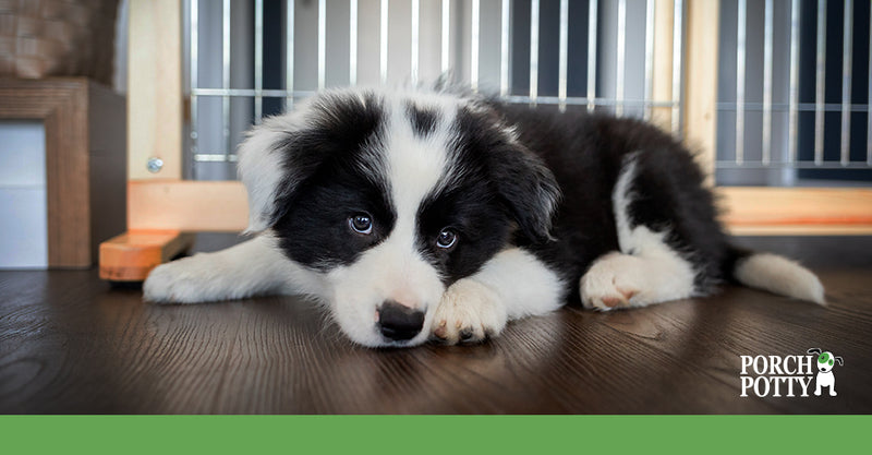 Potty Train Your Puppy in 7 Days With Our Schedule