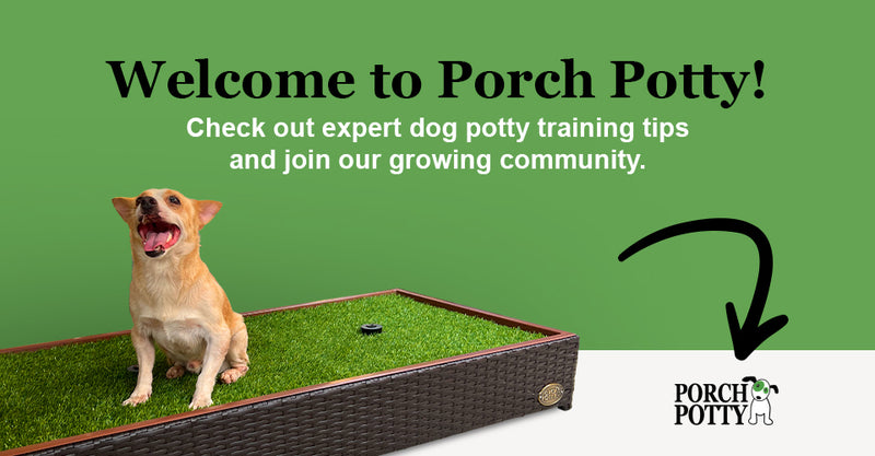 Top 12 Questions About Porch Potty Grass Answered! 𑁋 Synthetic and Natural!