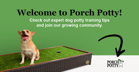 Top 12 Questions About Porch Potty Grass Answered! 𑁋 Synthetic and Natural!