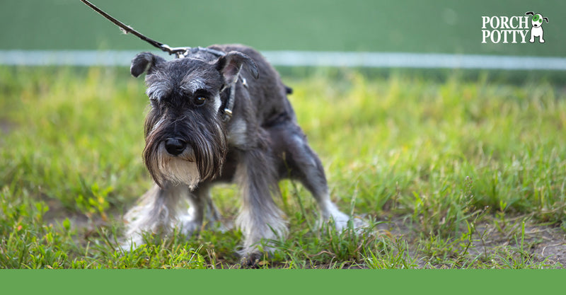 An older schnauzer in a yard