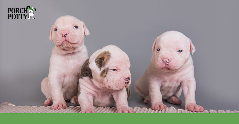 Three pink puppies