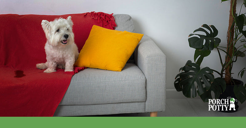 How to Get Dog Pee Out Of Your Couch