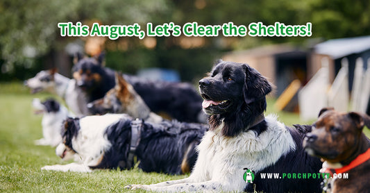 How To Help Shelter Pets In August: Make Way For Adoptions!