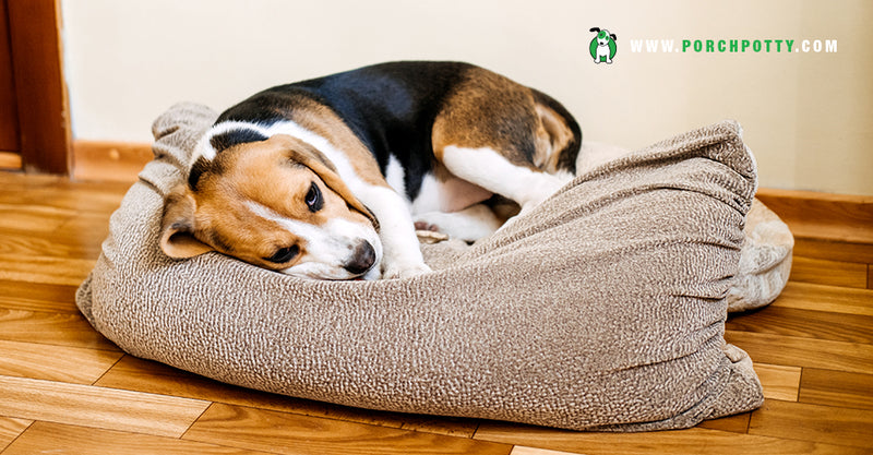 How to Know When Your Dog’s Digestion Isn’t on Track
