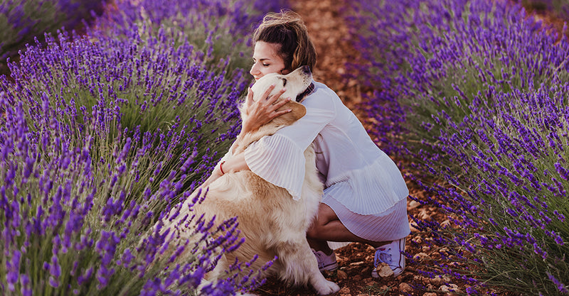 Dogs with Jobs: Emotional Support Dogs And Therapy Dogs