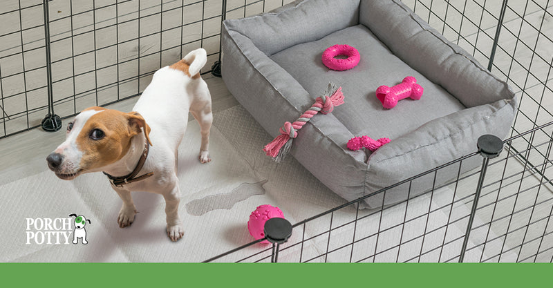 How Long Can Puppies Hold Their Pee?