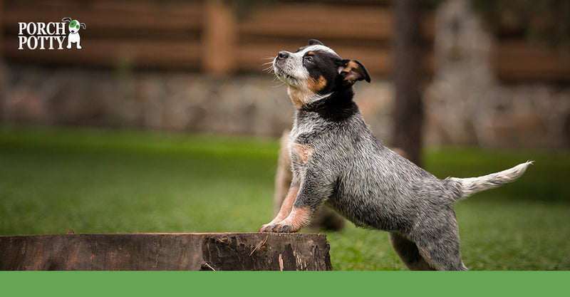 How to Potty Train a Dog that Won’t Pee Outside