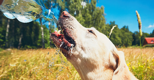 How to Keep Your Dog Hydrated: It’s Not Only About Drinking Water!