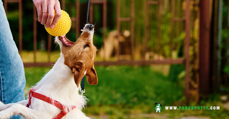 5 Special Ways to Spoil Your Dog