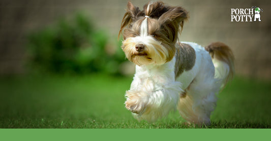 A shih tzu puppy running in a green grassy yard