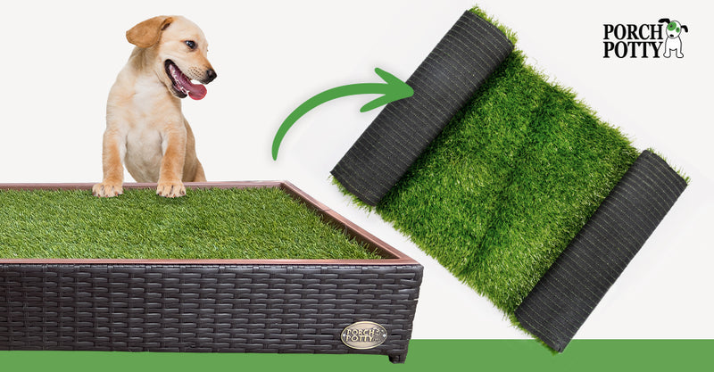 A Golden Retriever puppy with his front paws on the artificial turf of a Porch Potty