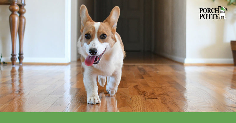 A corgi puppy walking
