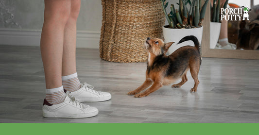 A puppy at its owner's feet