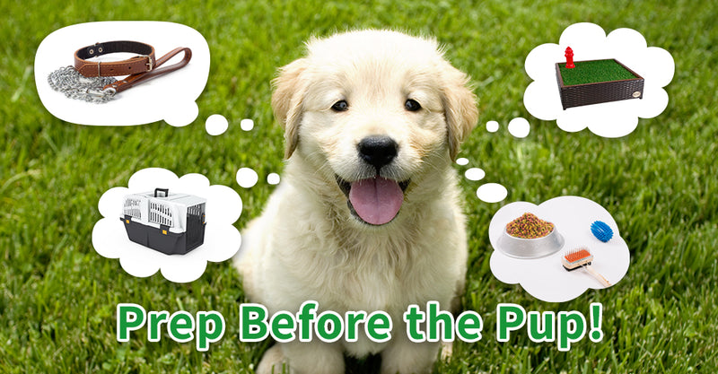 Are You Really Ready for a Puppy?